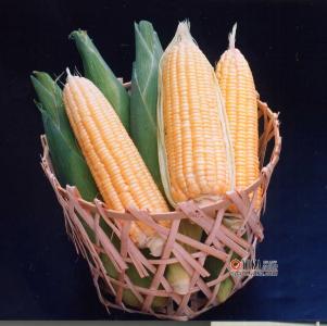 黄河大宗商品玉米